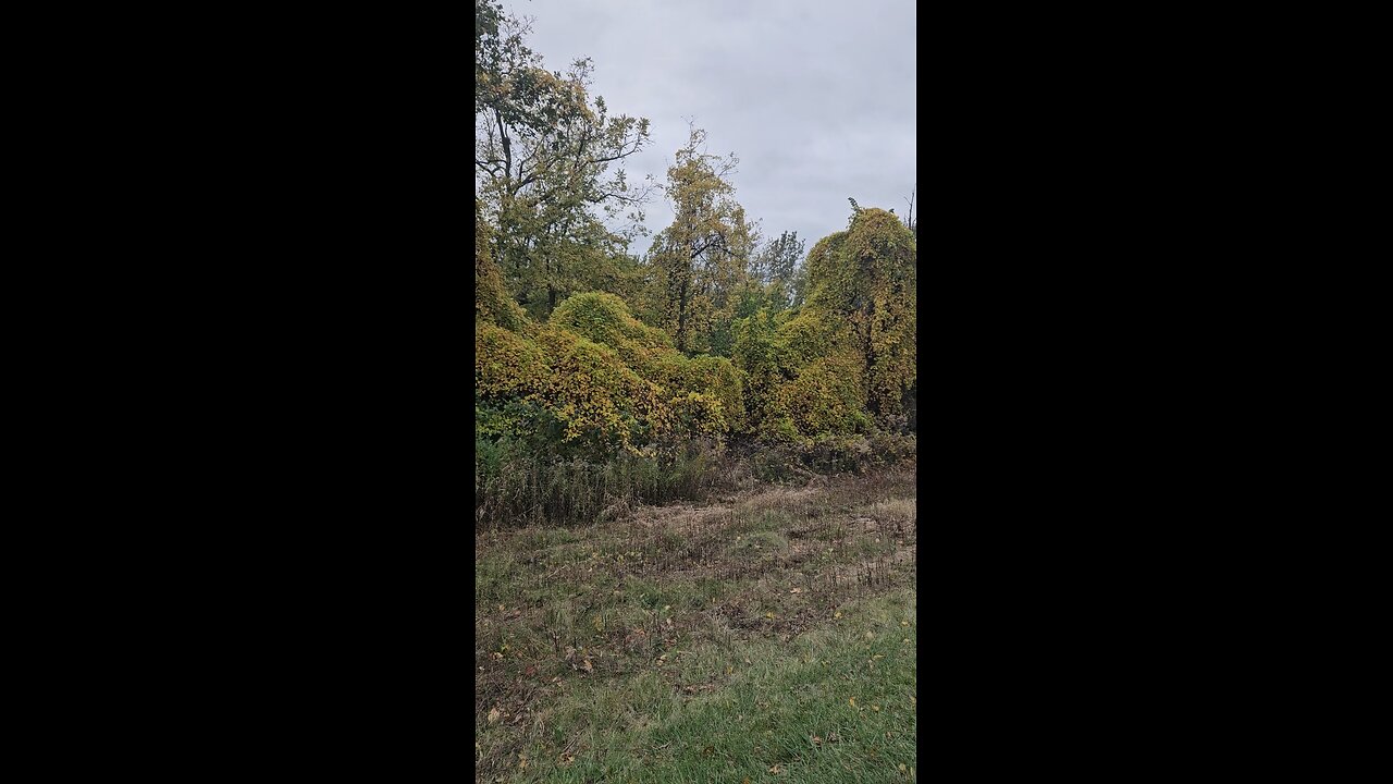 Vines Changing Colors