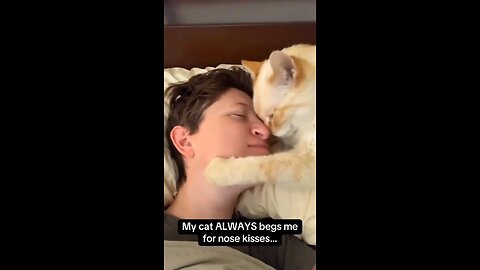 cat wants to be loved