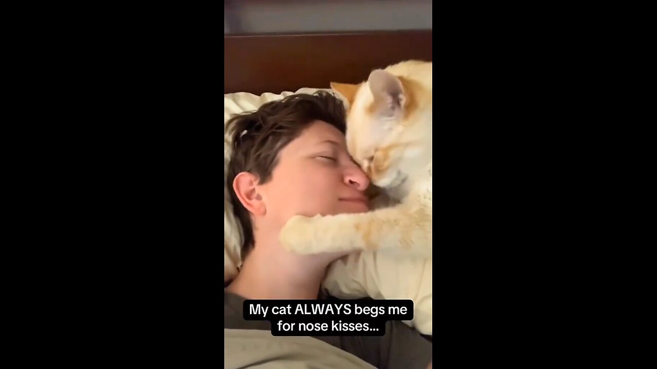 cat wants to be loved