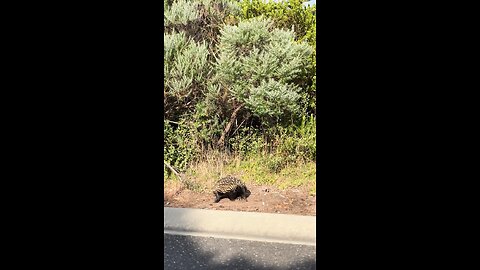 Australian wildlife