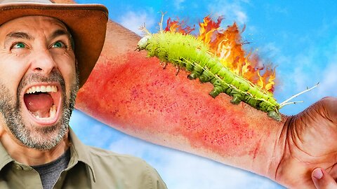 Stung by the Dragon Flame Caterpillar!