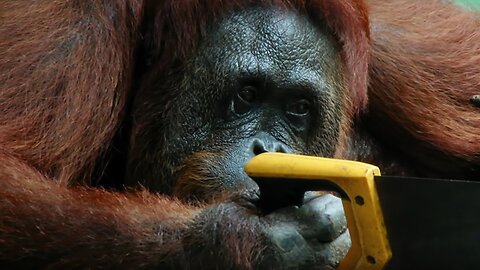 Funny Orangutan Learns to Saw Wood