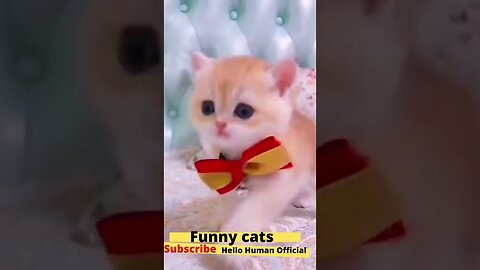 New Funny Animals😄Just for u 😹🐶 #cat #dog