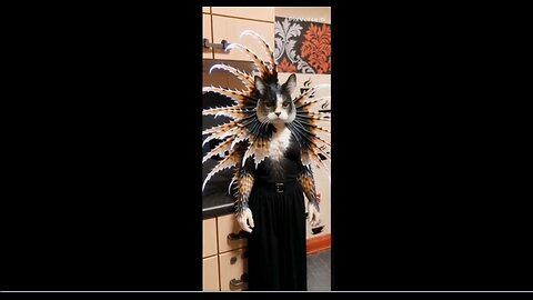 RIO 😺 TRANSFORMS INTO HIS CAT 😺 FISH 🐠 FORM WHEN HE IS ABOUT TO TAKE A SWIM 🏊‍♀️ IN THE POOL💦OUTSIDE