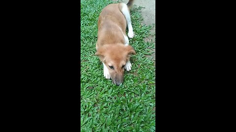 my puppy