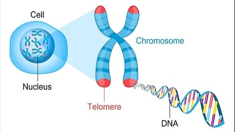 The Whole Orange Protocol for Telomere Support