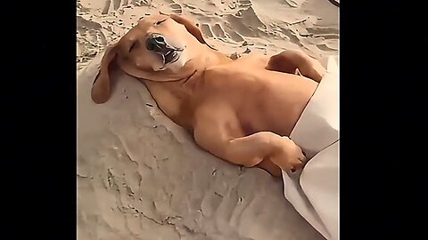 Funniest dogs video 49