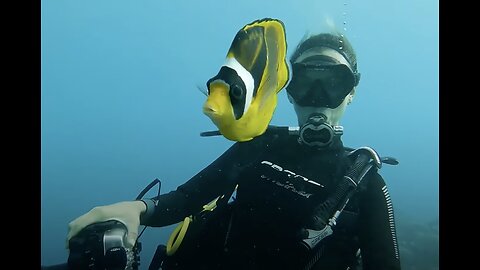 Fish Befriends Diver And Bring Her Gifts