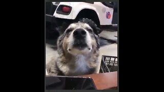 Dog in the zone while listening to music