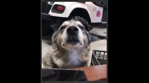 Dog in the zone while listening to music