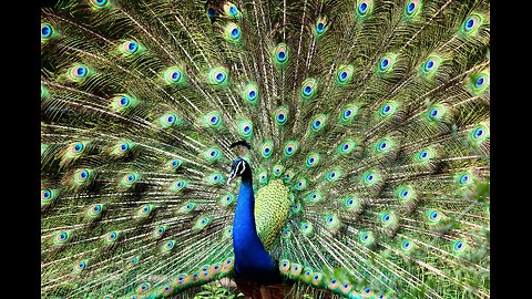 The peacock is a bird known