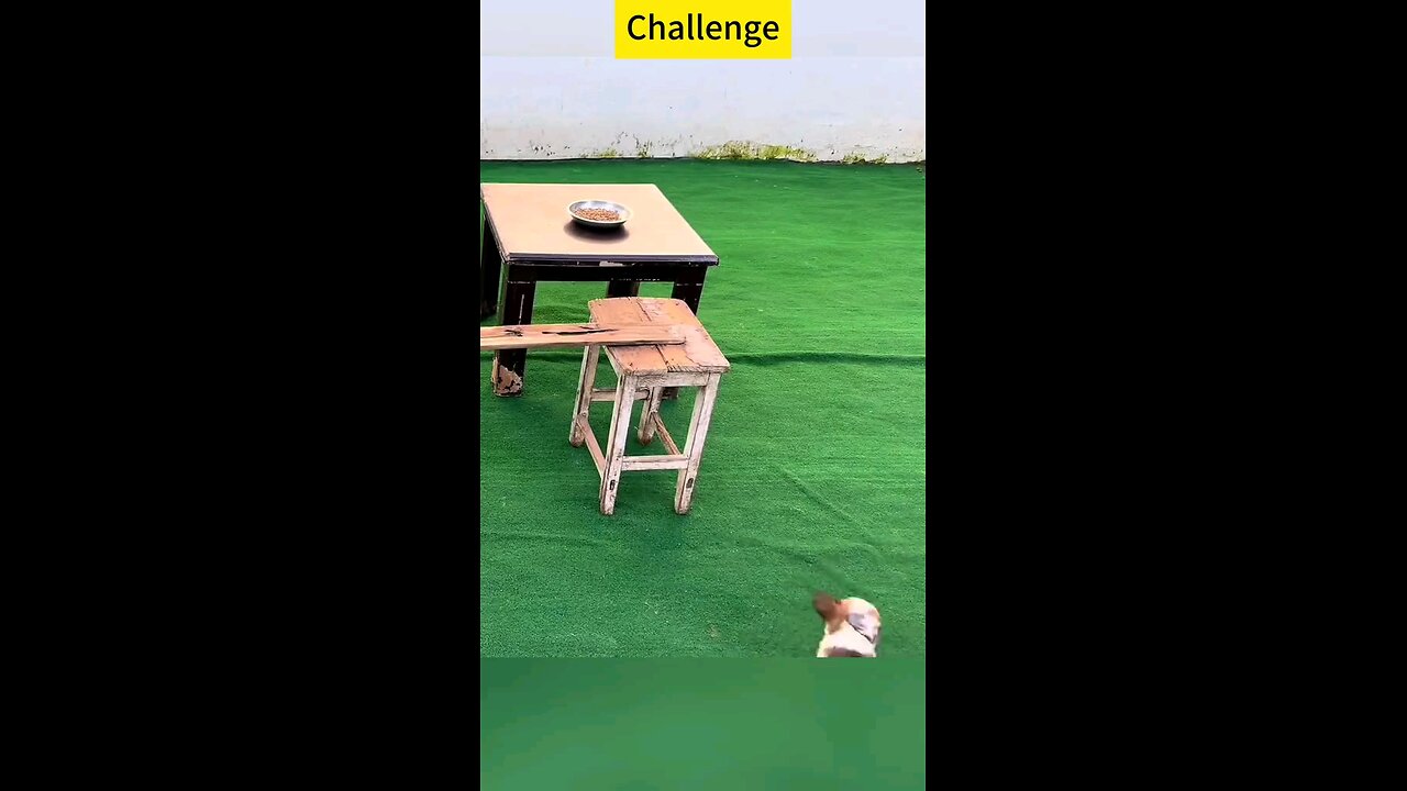 dogs