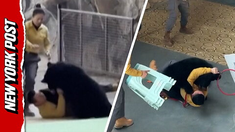 Shocking moment bear attacks handler at Chinese safari park