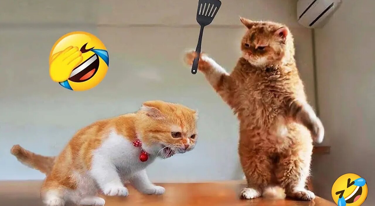 Funny cat 🐈 cat slap for men