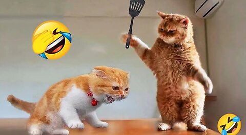 Funny cat 🐈 cat slap for men