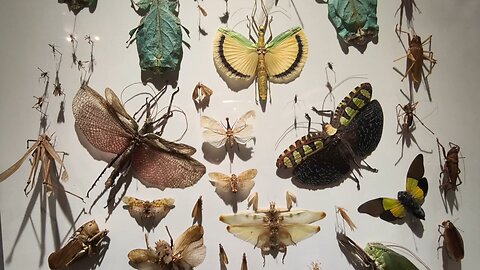 Insects