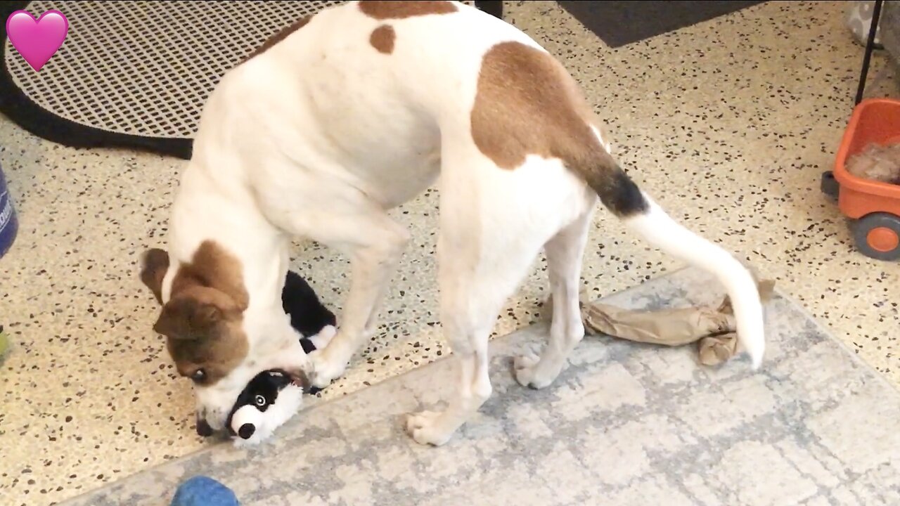 Pup Removes Ball From Skunk’s Head😁