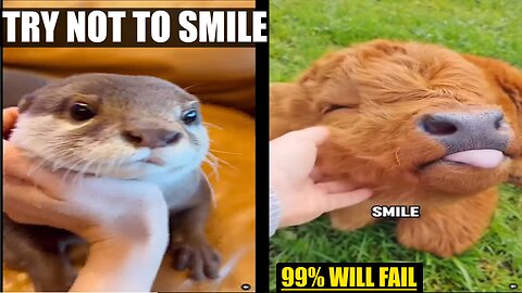 Cutest Animal Moments You Need To See