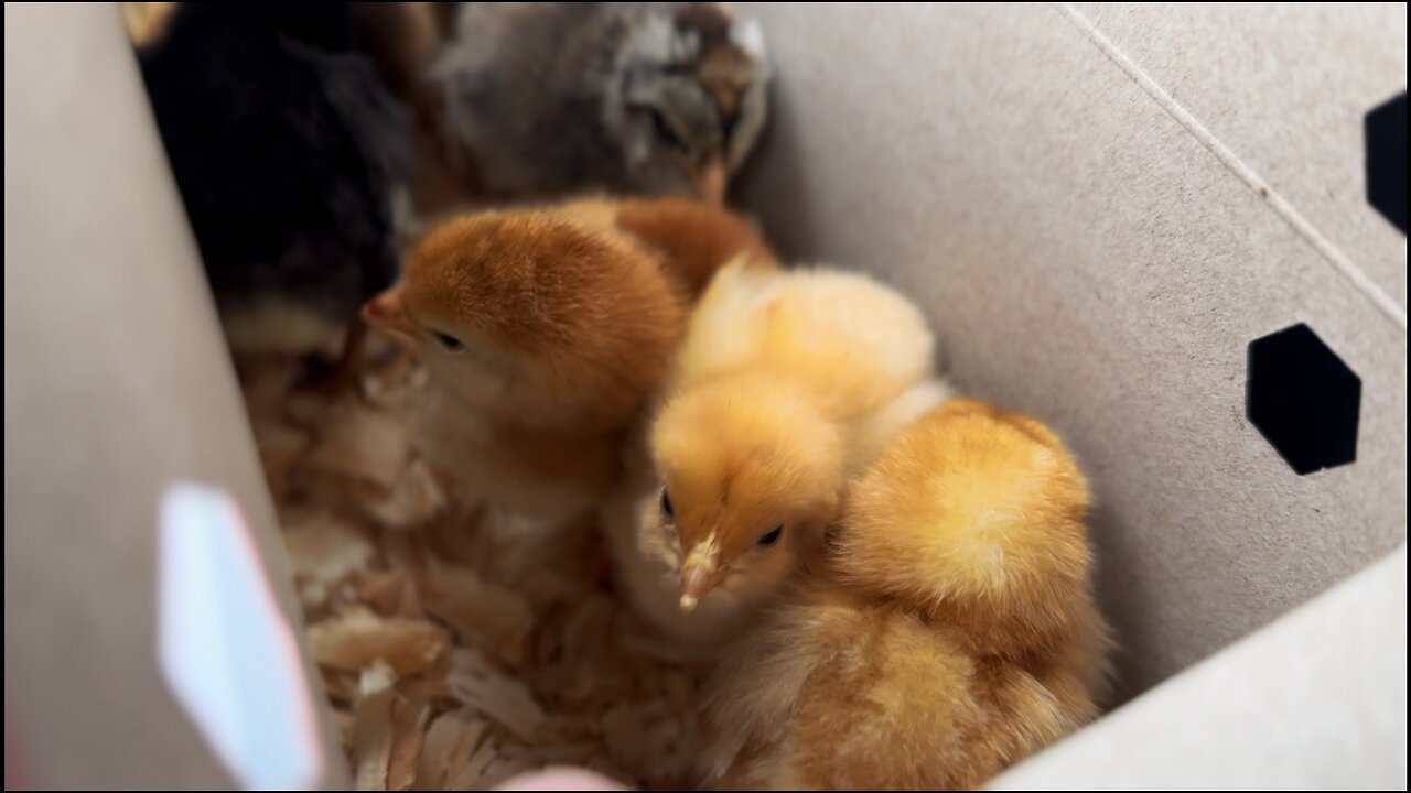 Surprise! We Got Chickens! March Garden Series: Day 4/15 | First Laying Hens on the Homestead | VLOG