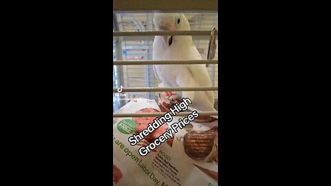 Cockatoo shredding the paper coupons