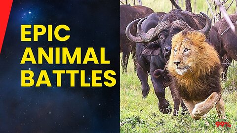 Animals Messed with the Wrong Opponent: Epic Battles You Must See