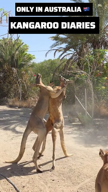 Kangaroo diaries only in Australia 🇦🇺