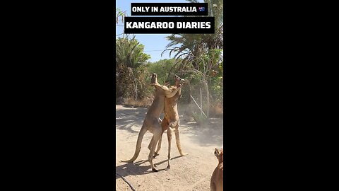 Kangaroo diaries only in Australia 🇦🇺 
