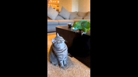 Real Vocabulary? Not With That Brain, Fluffy #funnyparrot #parrot #funnyanimal #talkingparrot