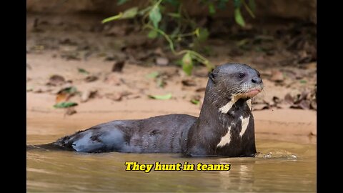 The giant otter