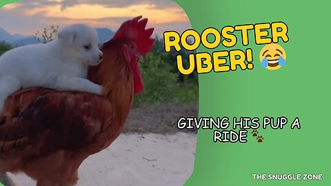 ROOSTER UBER? 🚗🐔 | Gives His Puppy a Ride
