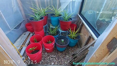 Wrapping Up First Frost and Greenhouse Prep!