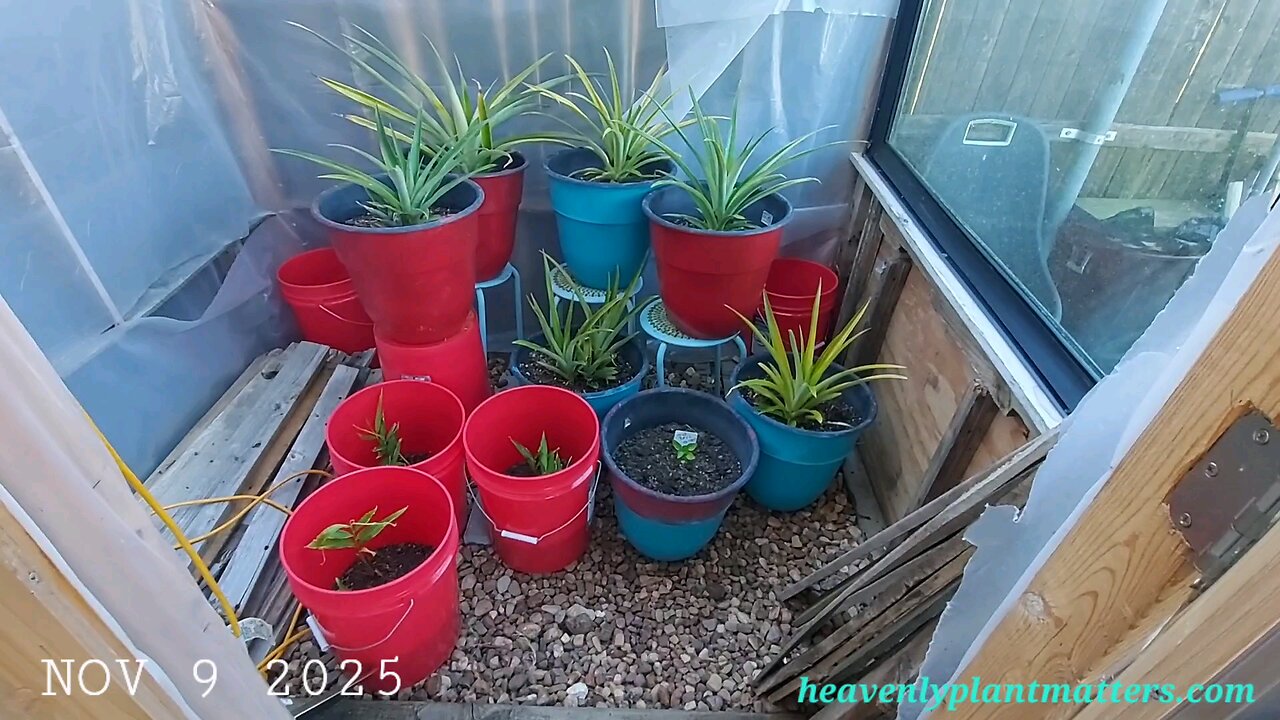 Wrapping Up First Frost and Greenhouse Prep!