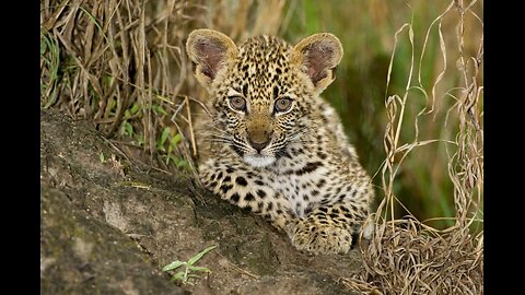 Kudos to this brave woman for saving a baby leopard from a pack of hyenas ❤️