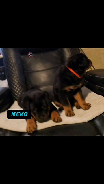 Snuggles-wags-and-a-whole-lot-of-mischief