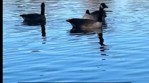 Daily Horoscope | Cancer 🌟