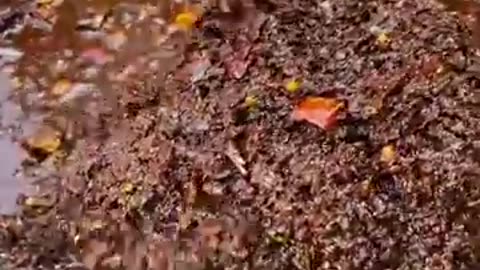 Asian Street Food Tour: Bold Flavors From the Streets!