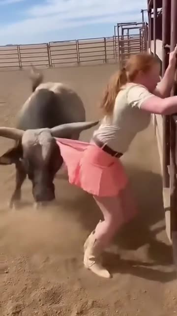 Massive Bull Charges the Arena Fence and Turns the Rodeo Into Chaos