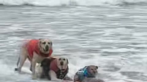 🐶🏄‍♂️ Dogs Surfing? This Is Genius! | FeedMyCuriosity