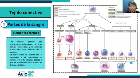 AULA 20 REGULAR 2025 - 1 | Semana 02 | Anatomía