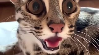 This family rescued an injured cat