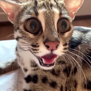 This family rescued an injured cat