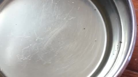 Ants Drinking Water