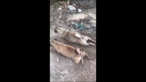 best cat comedy