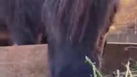horse