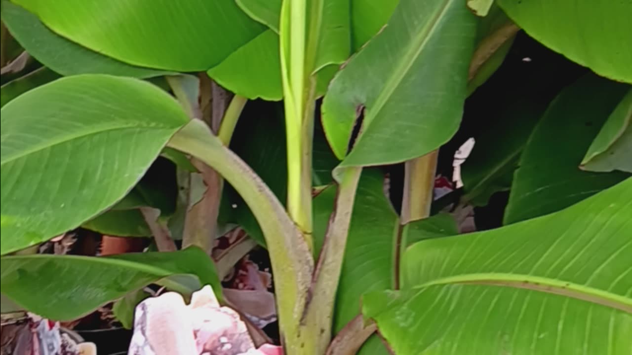 The elusive banana tree #food #garden #trees