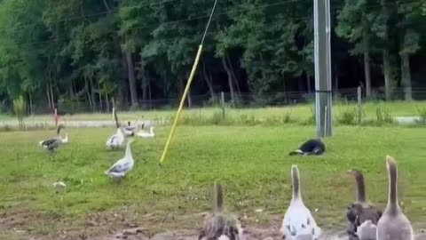 the goose tripped over a watermelon for her. 🤣🥹