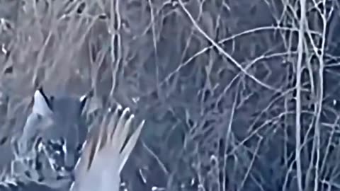 Rare moments from the animal world