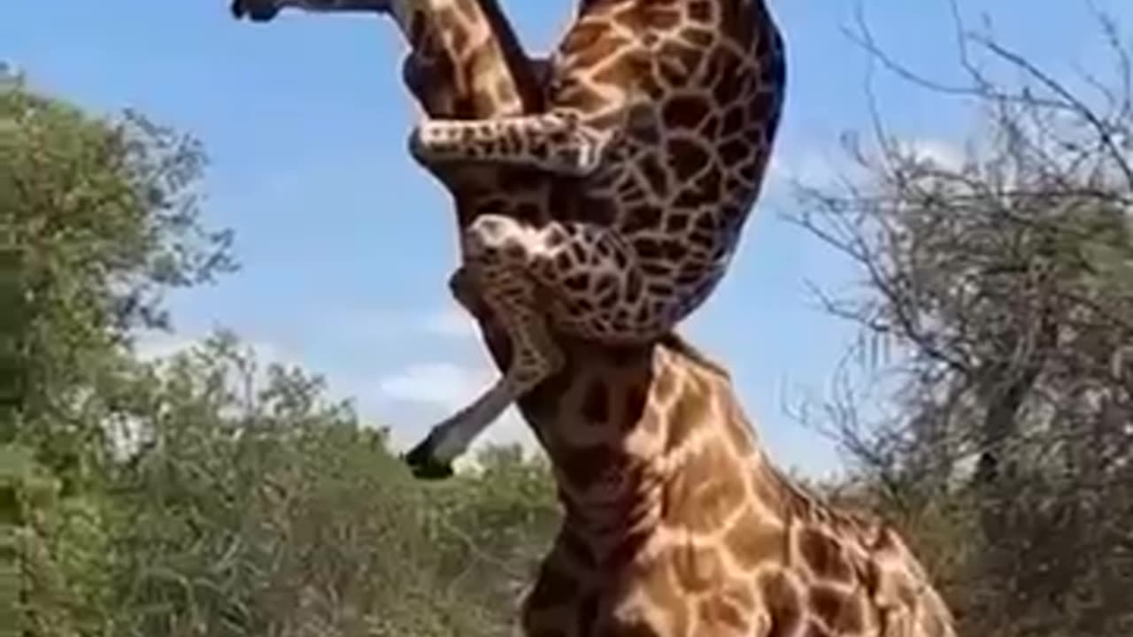 Giraffe on another giraffe neck! Just Crazy truth!