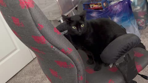 Cute Precious Piper Turns His Office Chair - My Adopted Shelter Cat Vlog