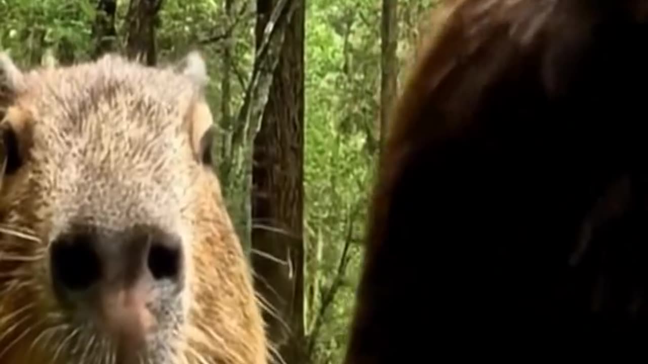 Mr. Mouse in Forest with friend🤣 Vlog-4